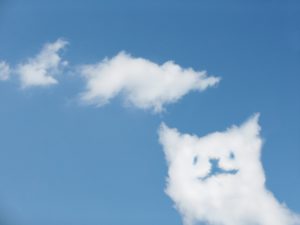 ネコ雲
